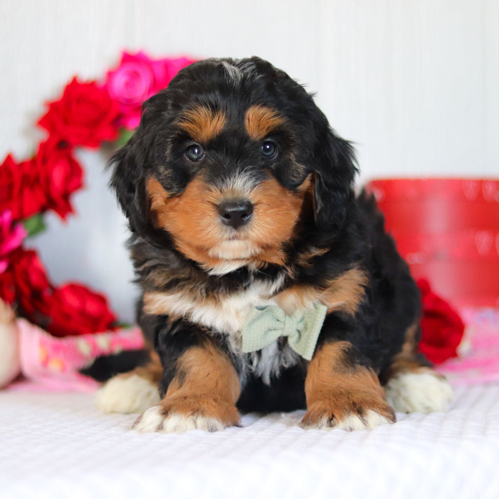 Noble - Available 2/26