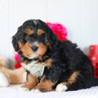 Noble - Available 2/26