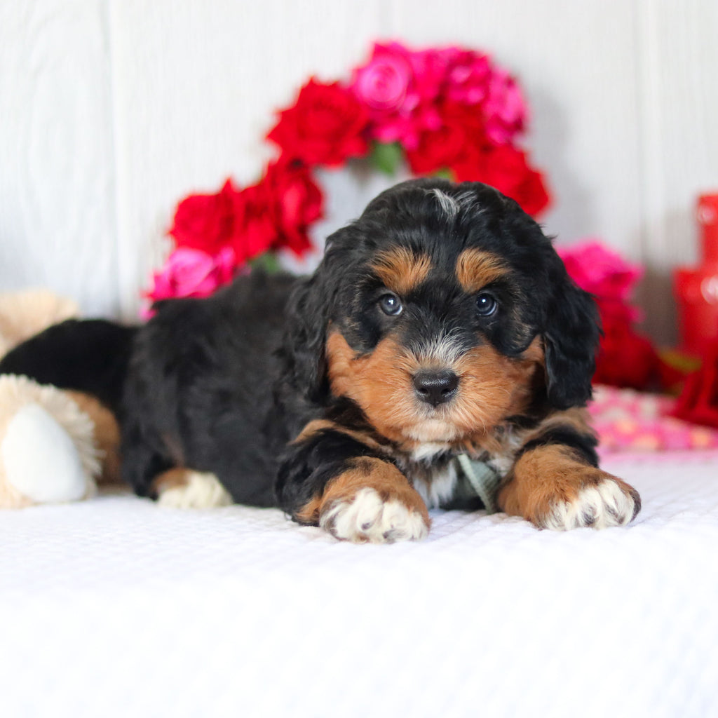 Noble - Available 2/26