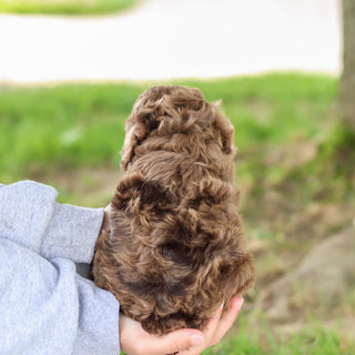 Petey - Available Now