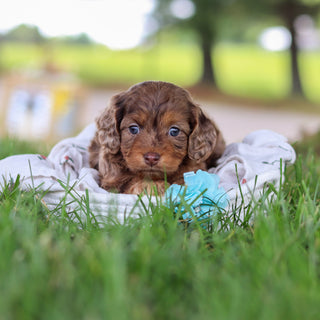 Pippin - Available Now