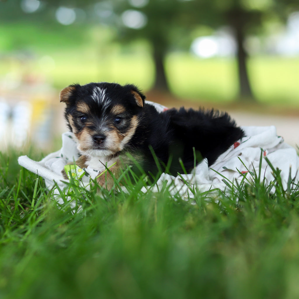Wesley - Available 7/9