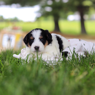 Hank - Available 7/9