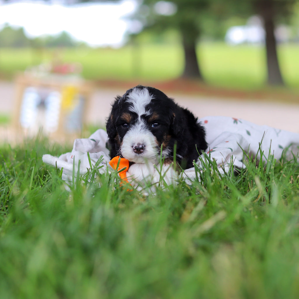 Harrison - Available 7/9