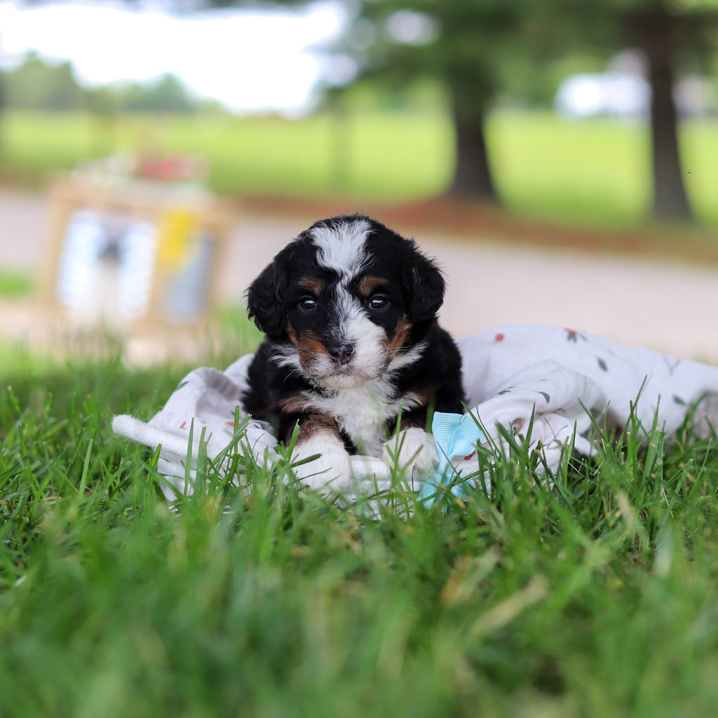 Harvey - Available 7/9