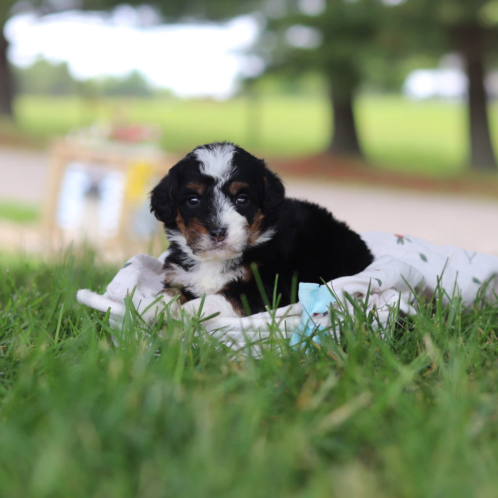 Harvey - Available 7/9
