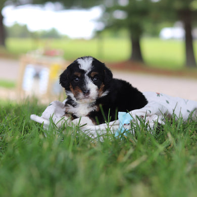 Harvey - Available 7/9