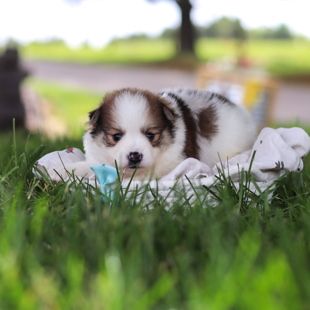 Lenny - Available 7/9