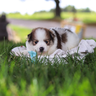 Lenny - Available 7/9