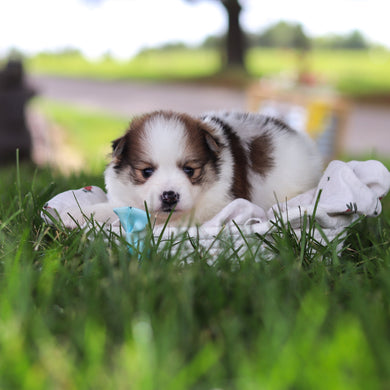 Lenny - Available 7/9