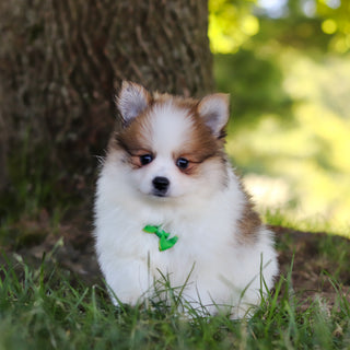 Lenny - Available 7/9
