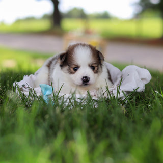 Lenny - Available 7/9