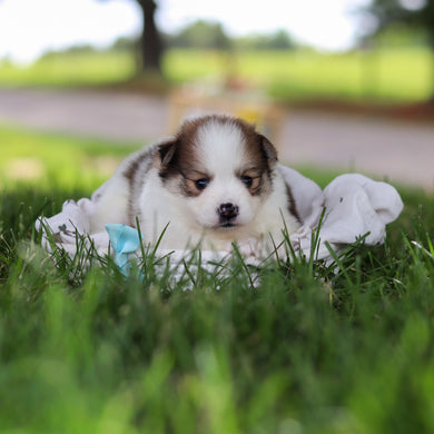 Lenny - Available 7/9