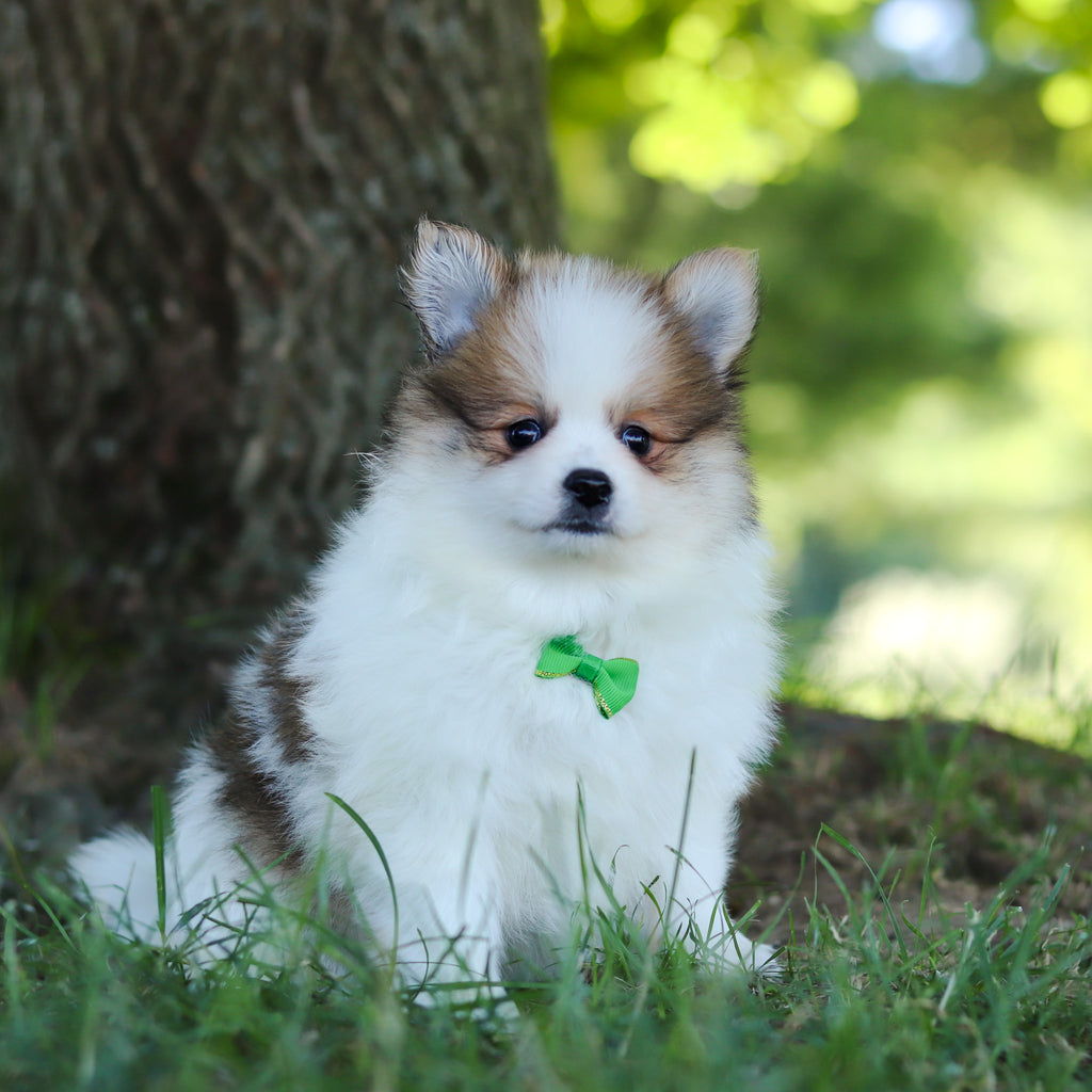 Lenny - Available 7/9