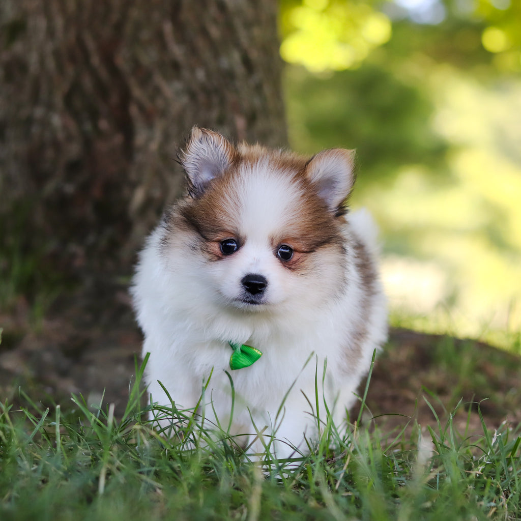 Lenny - Available 7/9