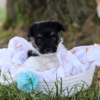 Stanley - Available 7/16