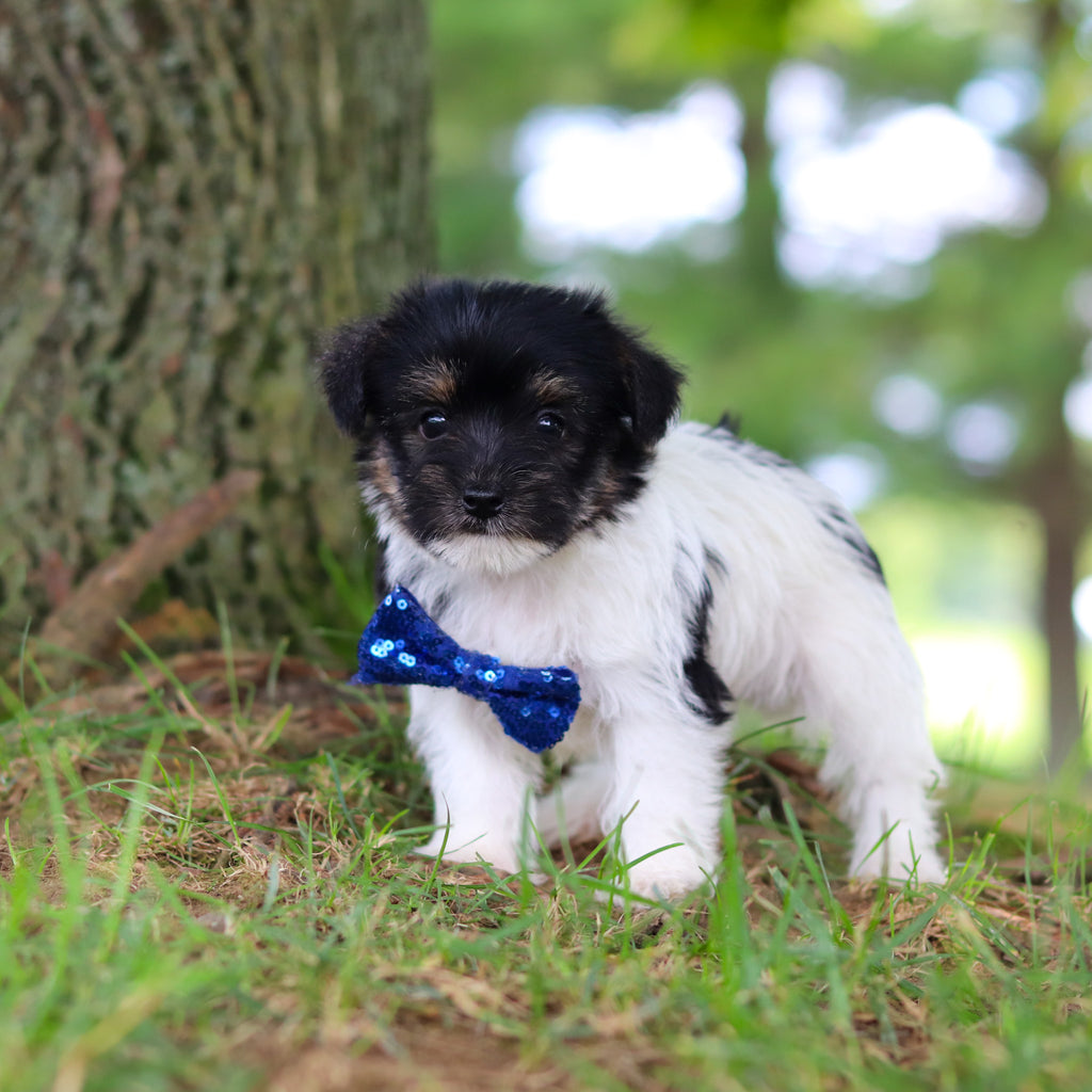 Stanley - Available 7/16