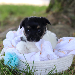 Stanley - Available 7/16