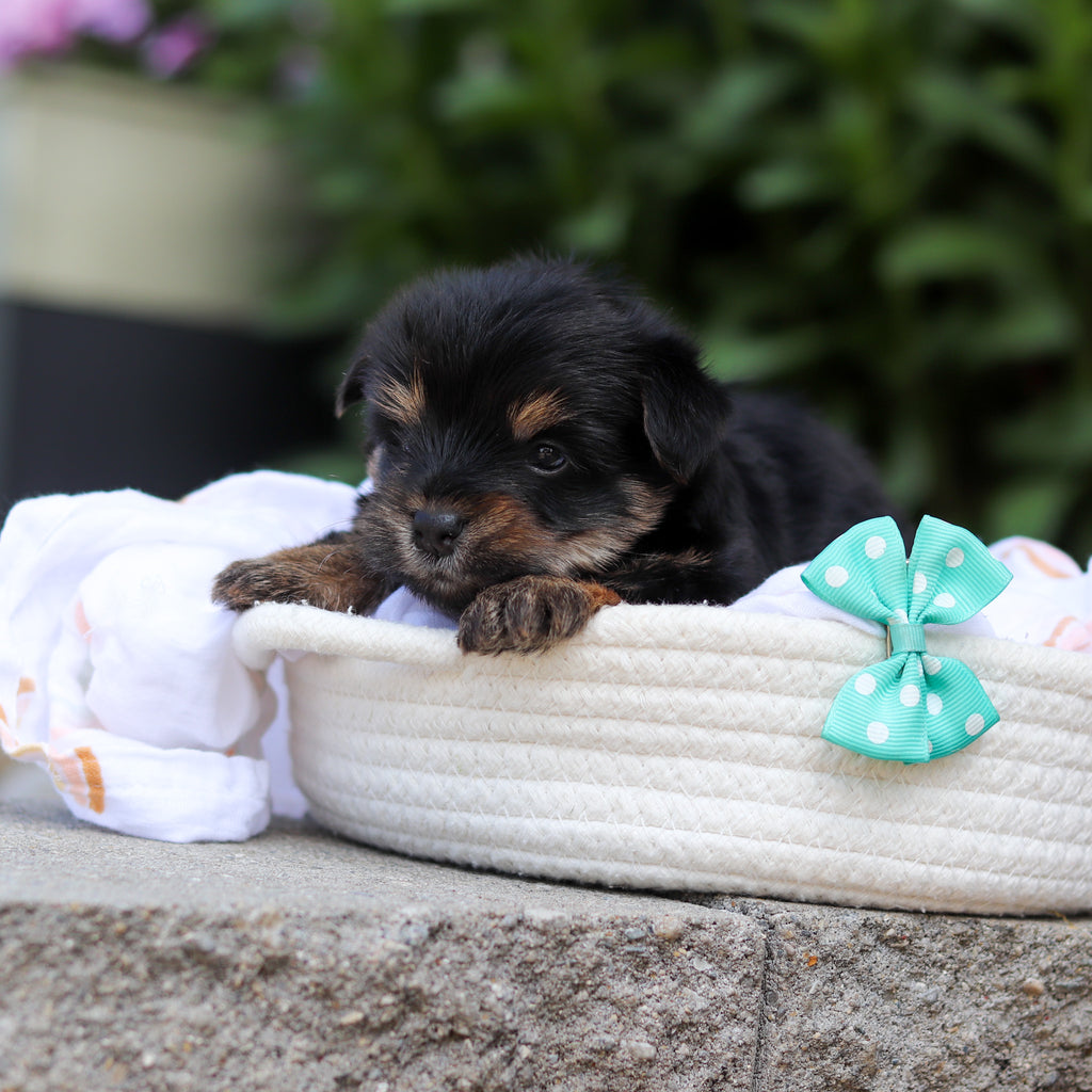 Smokey - Available 7/16