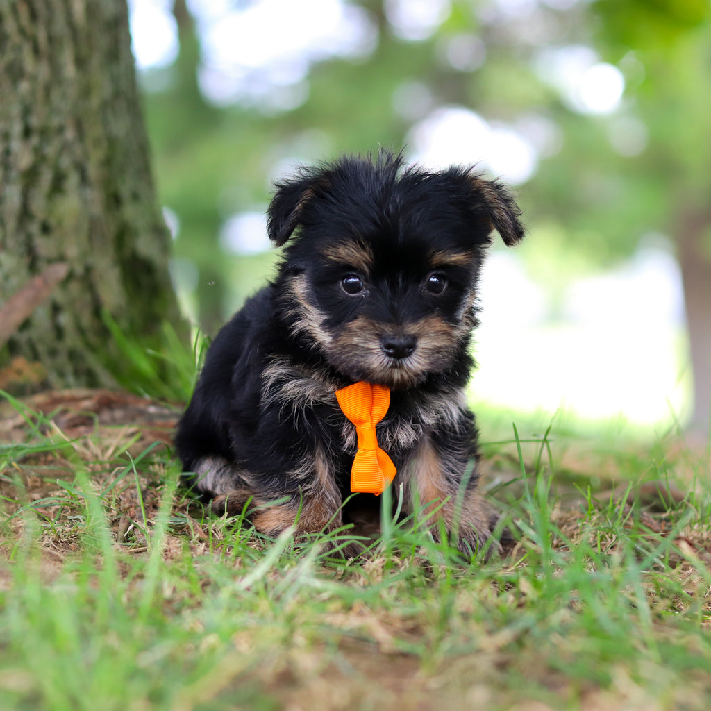 Smokey - Available 7/16
