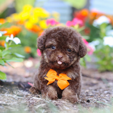 Moki - Available 8/20