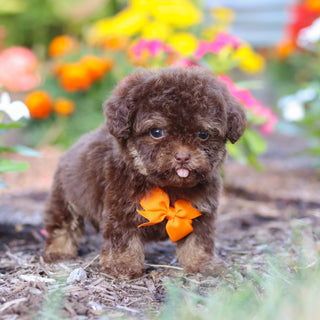 Moki - Available 8/20