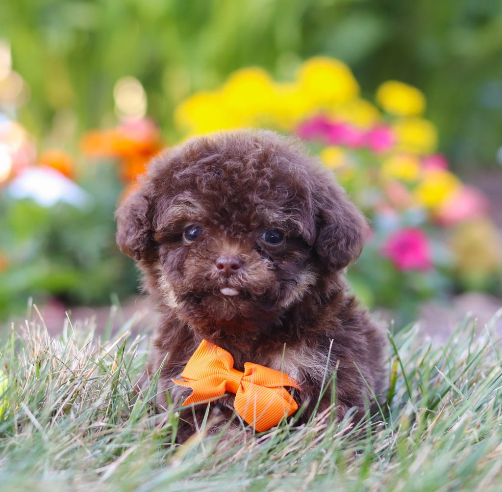 Moki - Available 8/20
