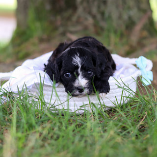 Gaston - Available 8/6