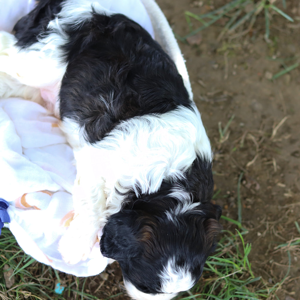 Gustav - Available 8/6