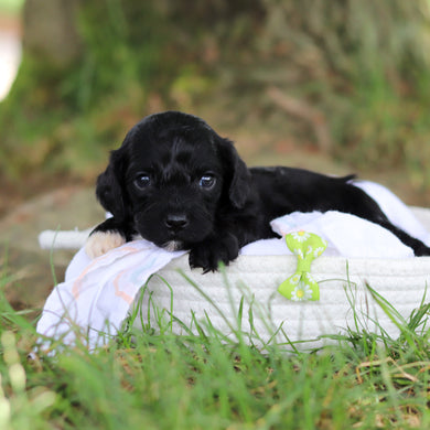 Gilbert - Available 8/6