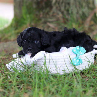 Griffin - Available 8/6