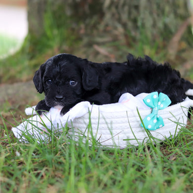 Griffin - Available 8/6