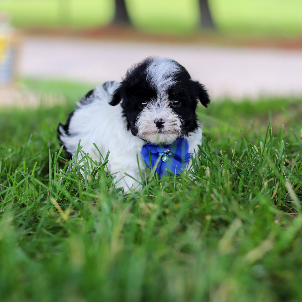 Jetson - Available 6/18
