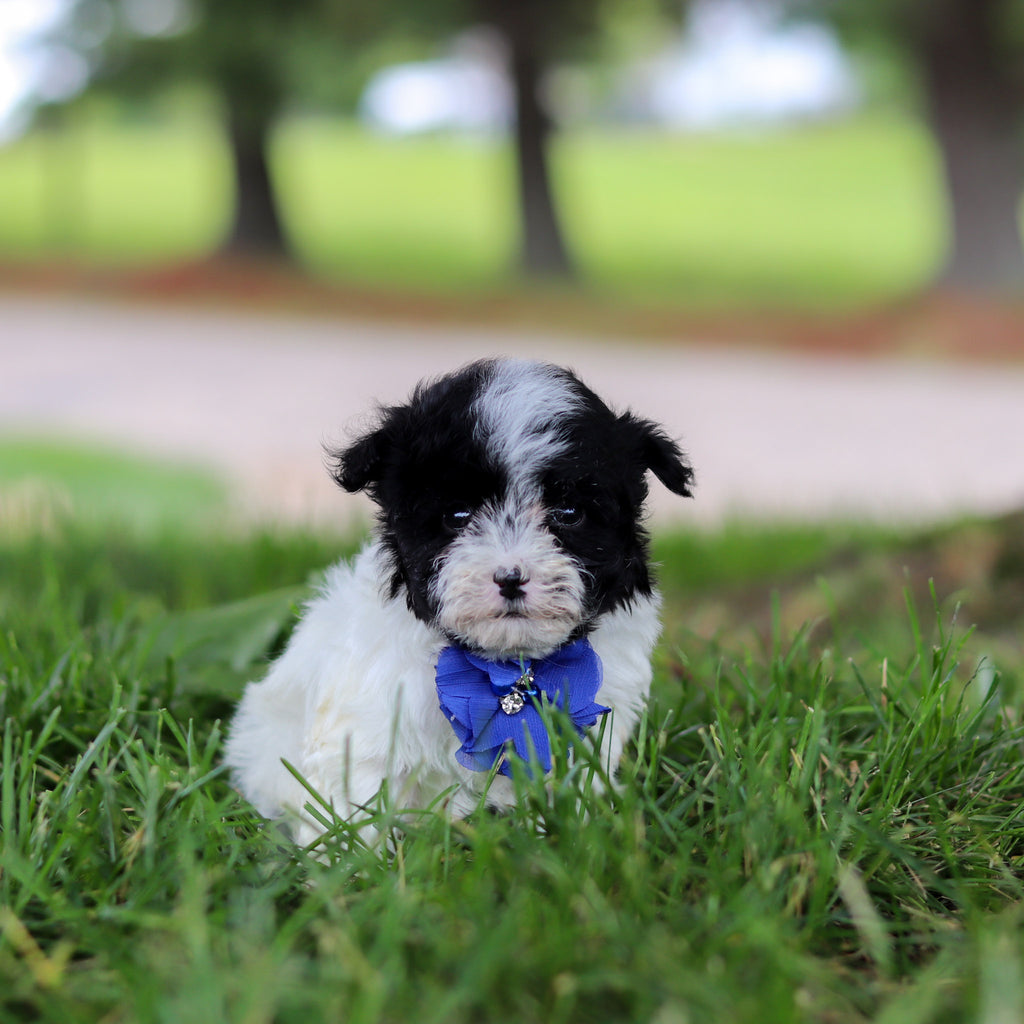 Jetson - Available 6/18