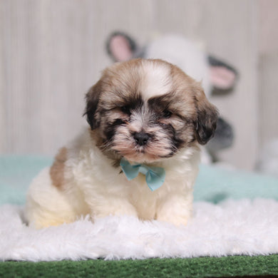 Tristen - Available 1/28