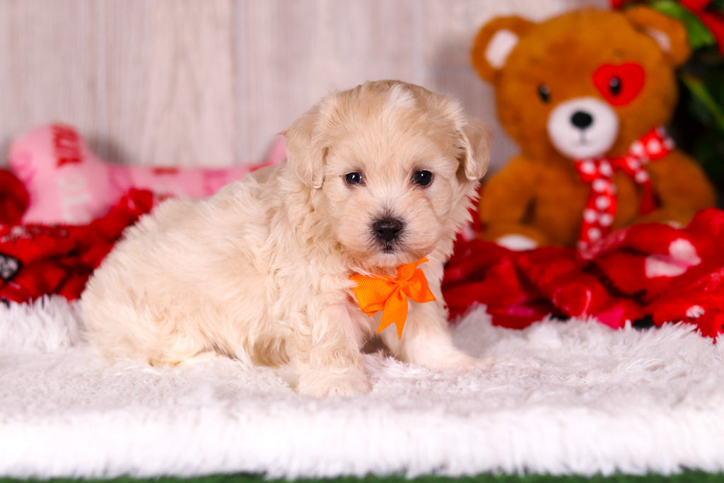 Taz - Available 2/11