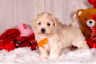 Taz - Available 2/11