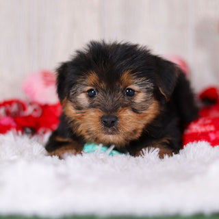 Radar - Available Now