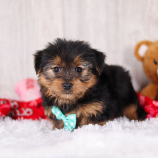 Radar - Available Now