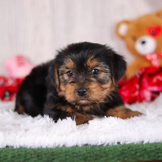 Jolt - Available Now