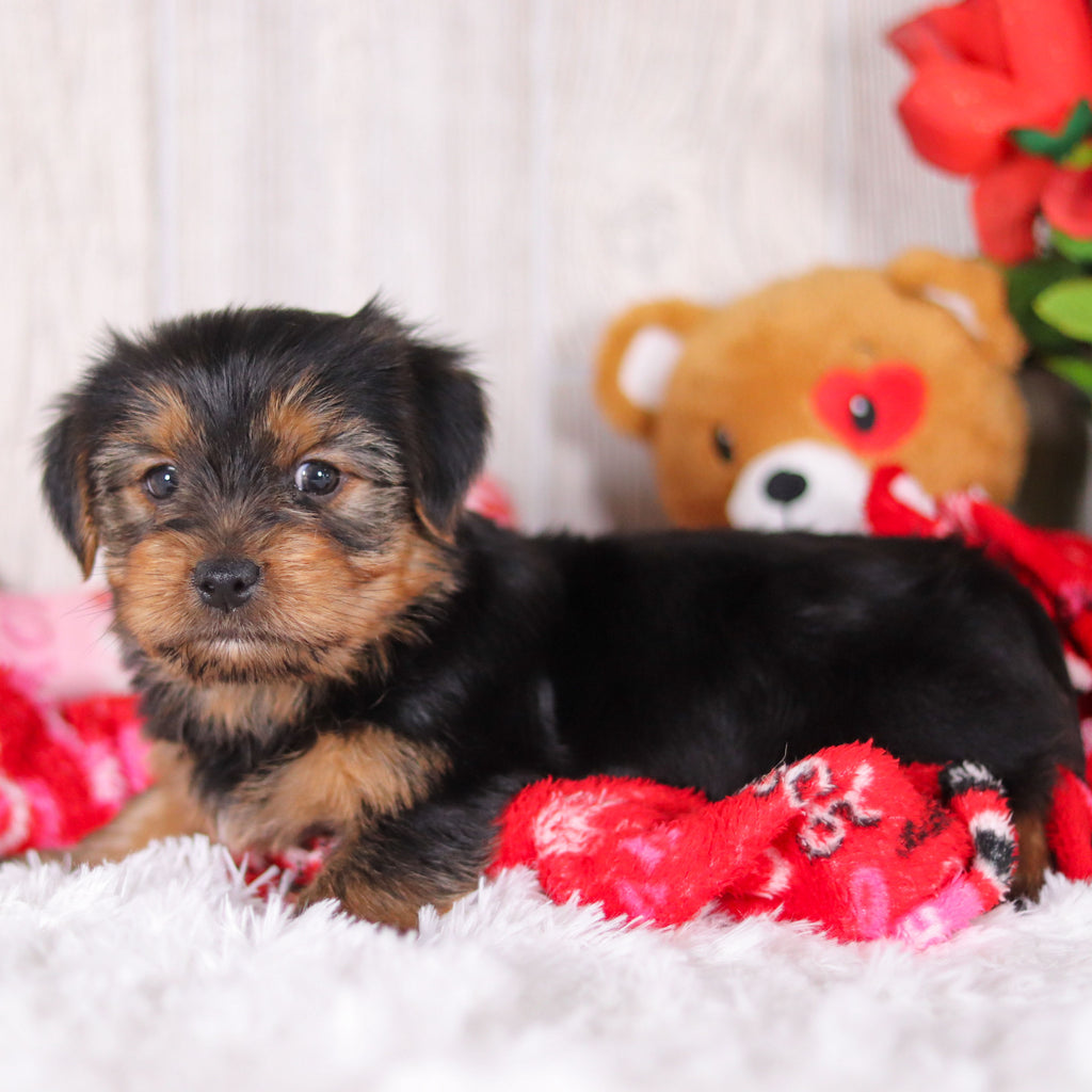 Jolt - Available Now