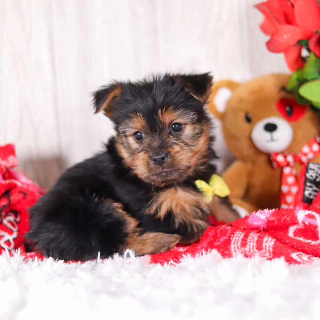 Timmy - Available Now