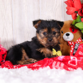 Timmy - Available Now