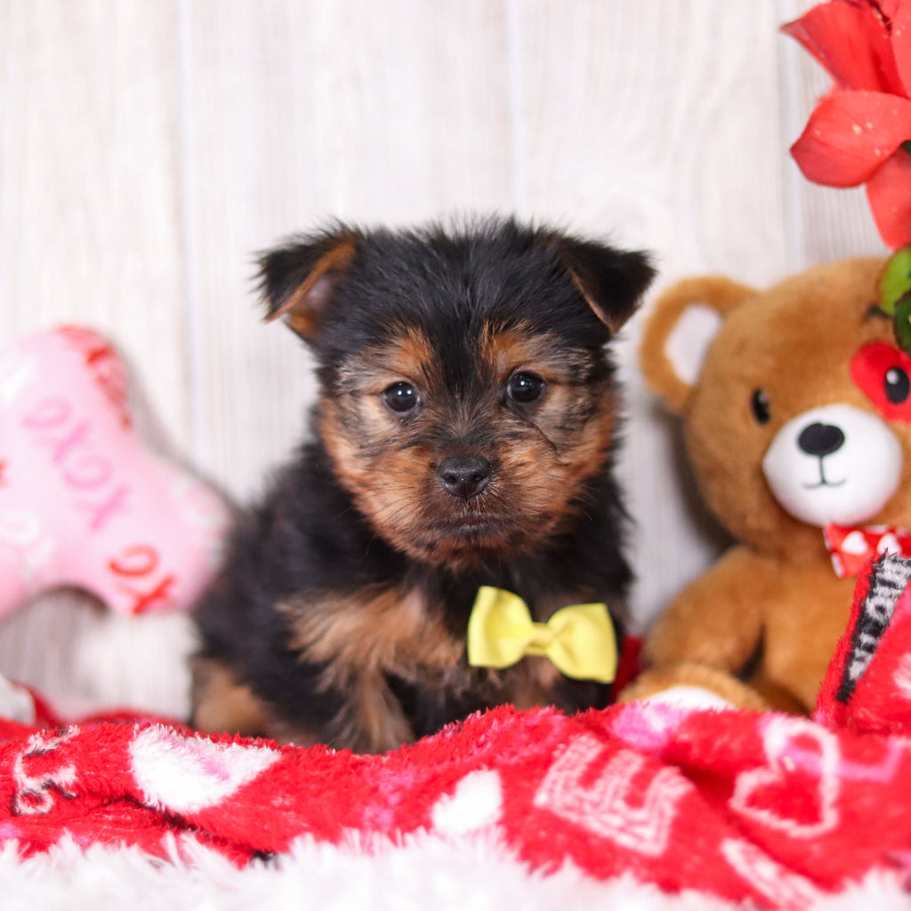 Timmy - Available Now