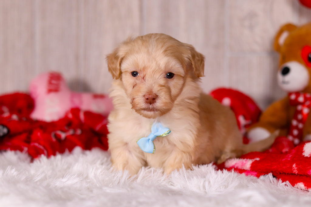 Jax - Available 2/11