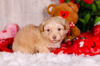 Jax - Available 2/11