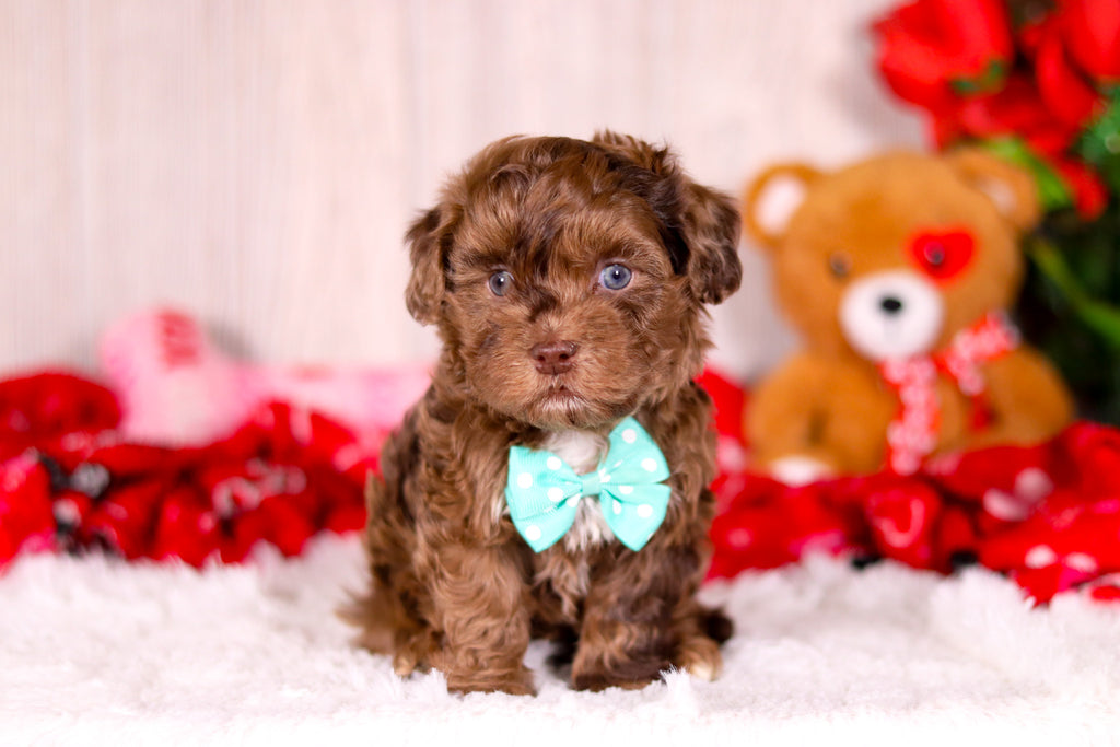 Kip - Available 2/11