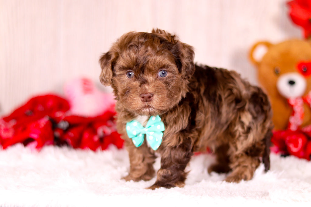 Kip - Available 2/11