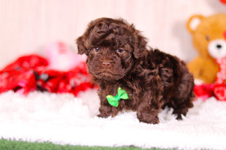 Tulsa - Available 2/11