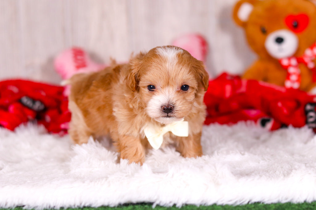 Smokey - Available 2/11